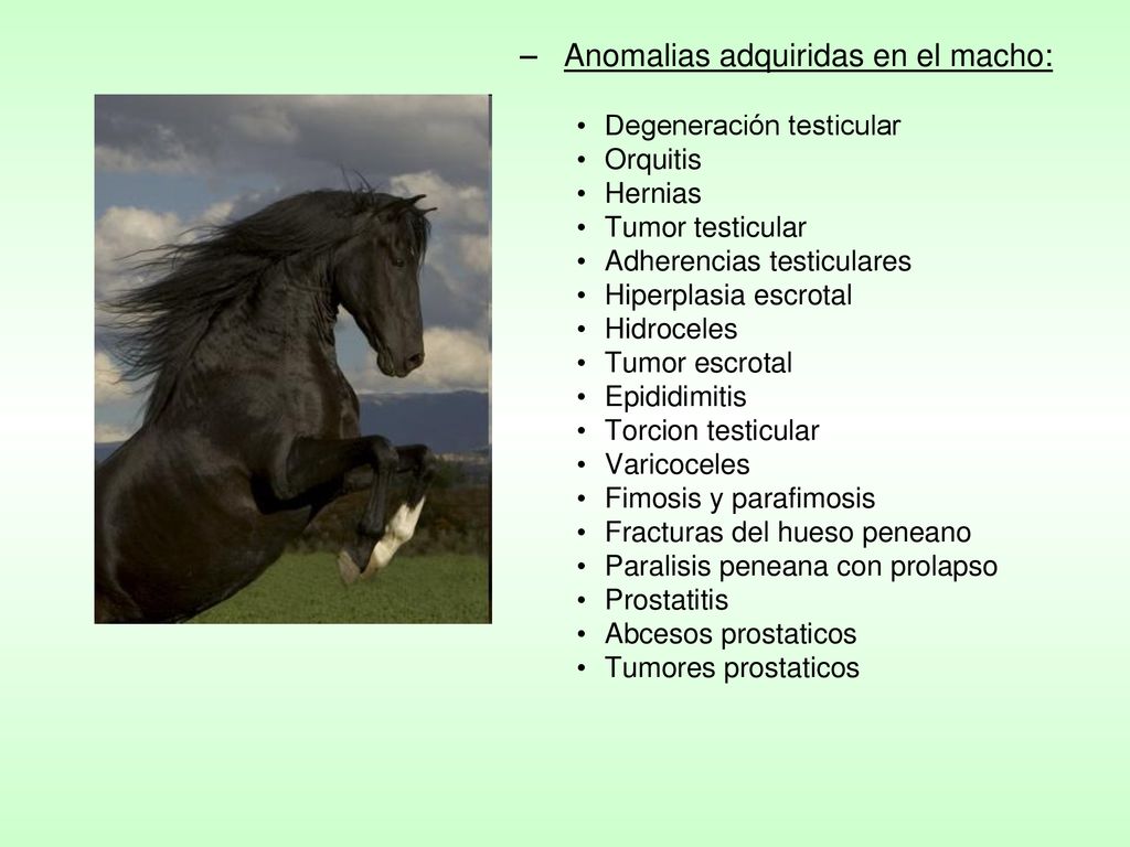 prostatitis y yegua de